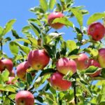How to make serious money on Apple Farming In Kenya