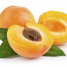 apricot farming in kenya