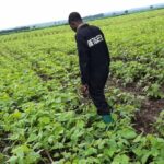 beans farming in kenya how to make money