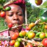 coffee farmers