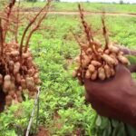 groundnut farming in kenya