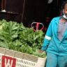 kales farming in kenya