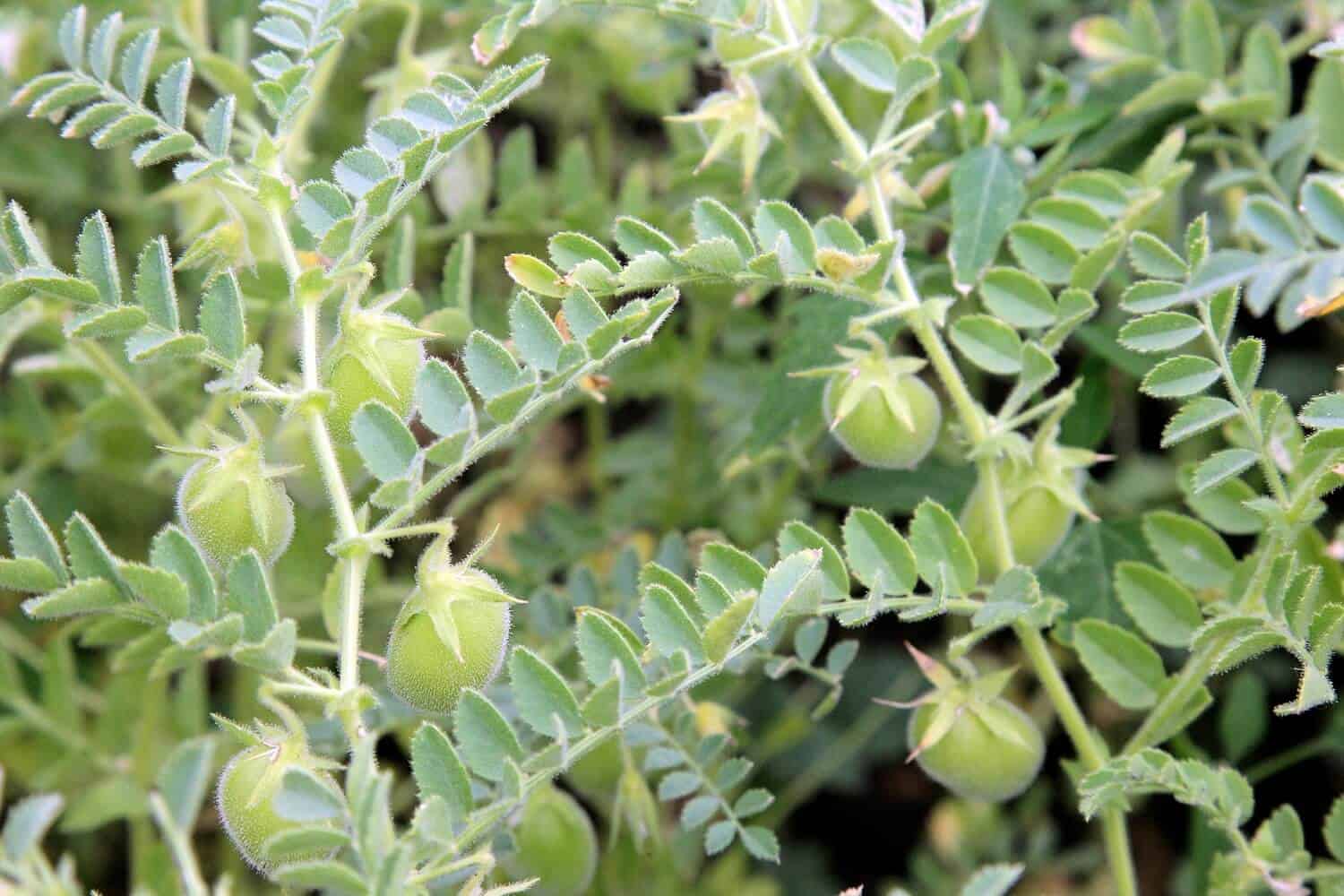 lentil kamande crop farm farming in kenya