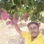 mango farming in kenya
