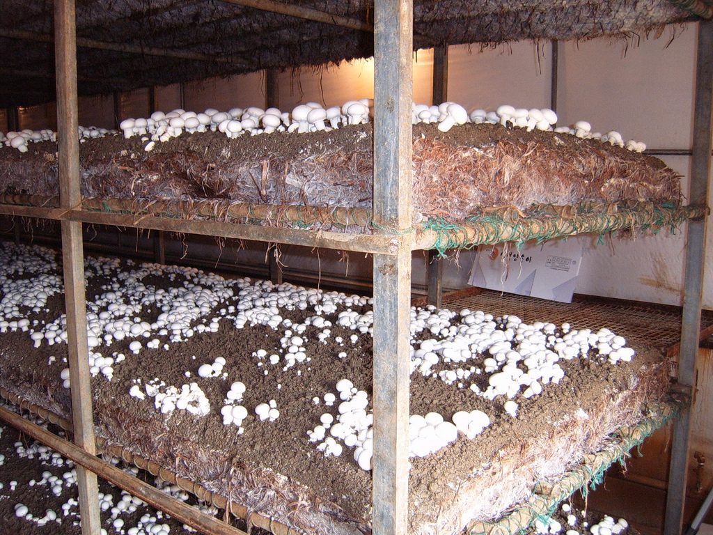 mushroom farming in kenya cost
