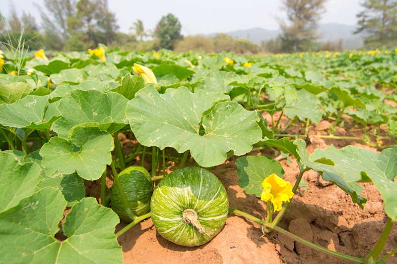 pumpkin farming in kenya 