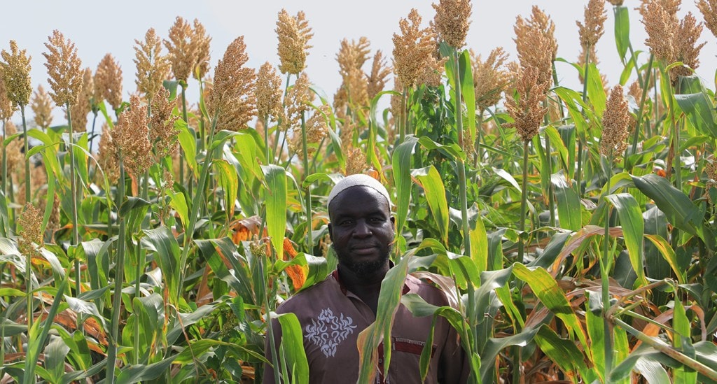 sorghum farming in kenya