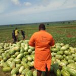 Watermelon Farming In Kenya, Cost Analysis Per Acre