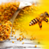 Bee propolis in Kenya