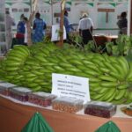 FHIA 17 banana variety in kenya