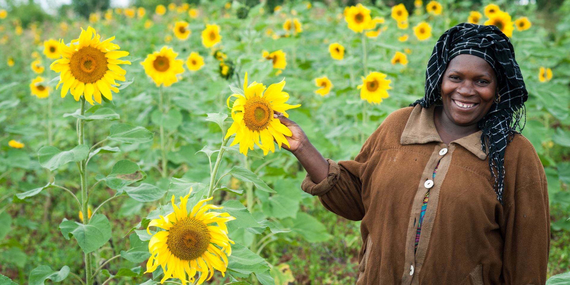 Sunflower farming farmer in kenya