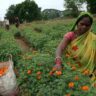 Farmers Trend Ltd.
