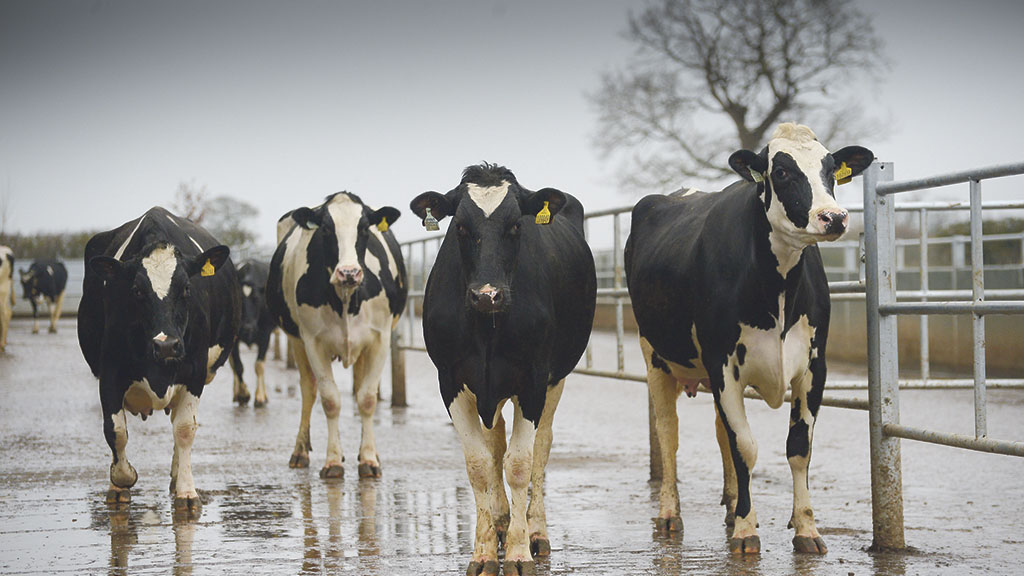 Managing Dairy Cows On Rainy Season