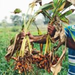 Turmeric Farming In Kenya, A Comprehensive Guide