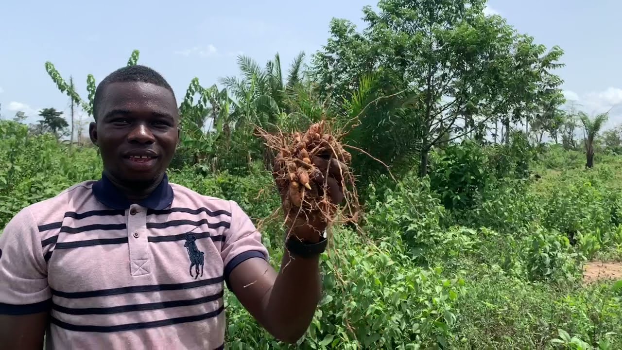 Turmeric farming in kenya