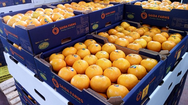 Why Kenya Imports Pixie Oranges From Egypt And South Africa