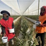 Blueberry Farming In Kenya, The Most Profitable Fruit Industry