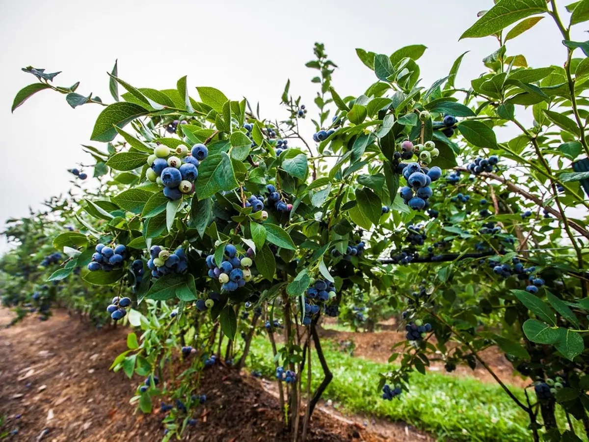 blueberry farming in kenya profitable