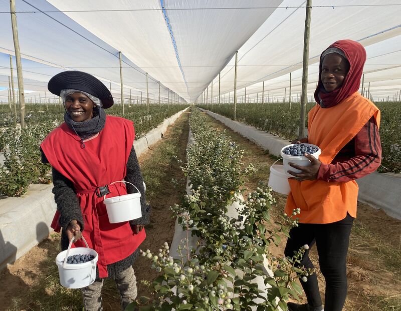 Blueberry Farmers In Kenya