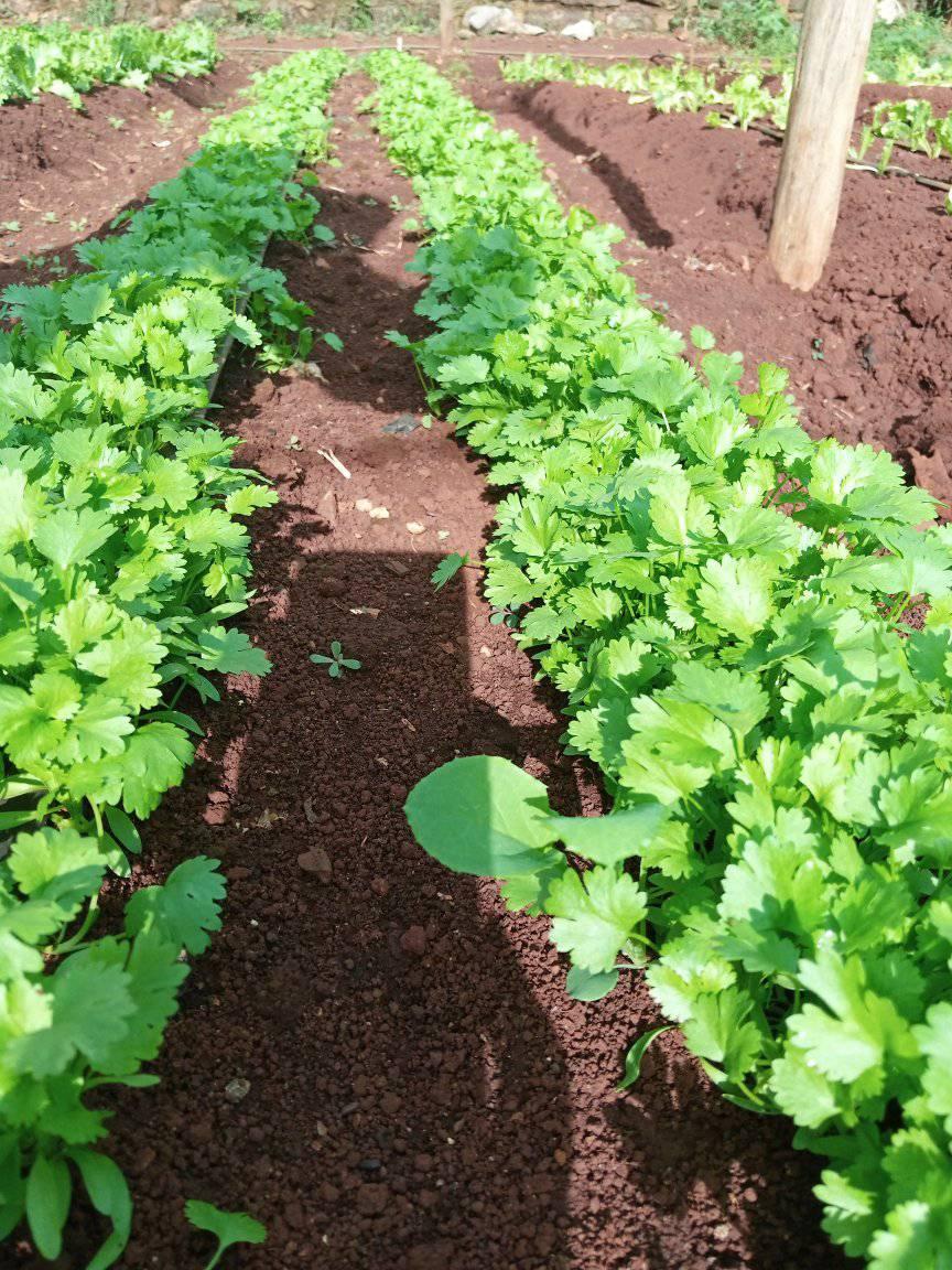 coriander dhania farming in kenya