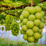grapes farming in kenya green variety