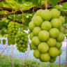 grapes farming in kenya green variety