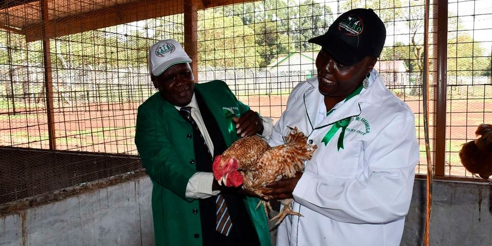 joshua-chepchieng kalro new poultry brees