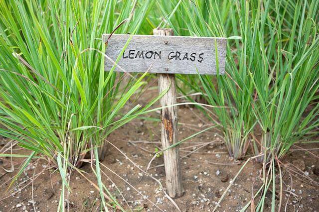 lemongrass Farming in kenya 2023