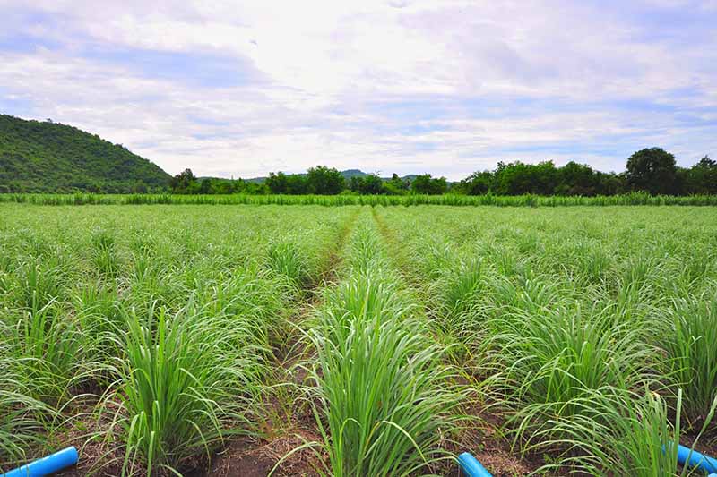 lemongrass Farming in kenya farm