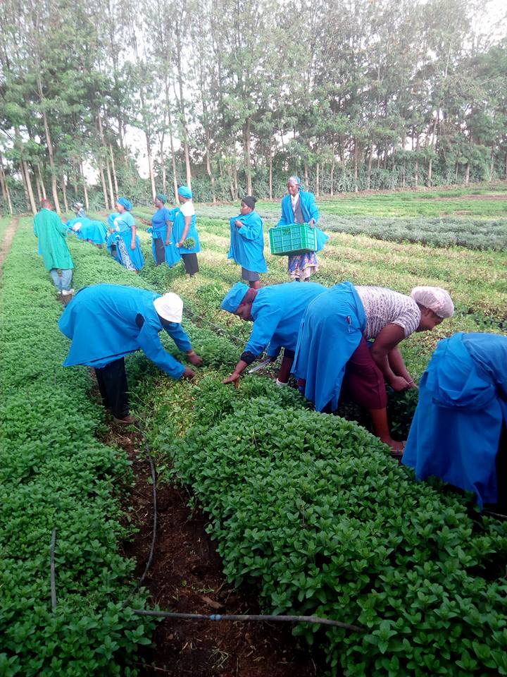 mint farming for export in kenya