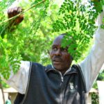 moringa farmers in kenya