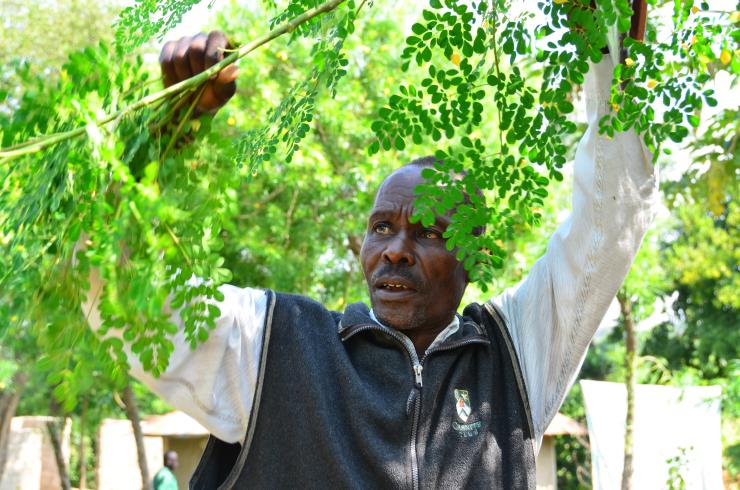 Moringa Farming In Kenya, Unexplored Money Maker 2 moringa farmers in kenya