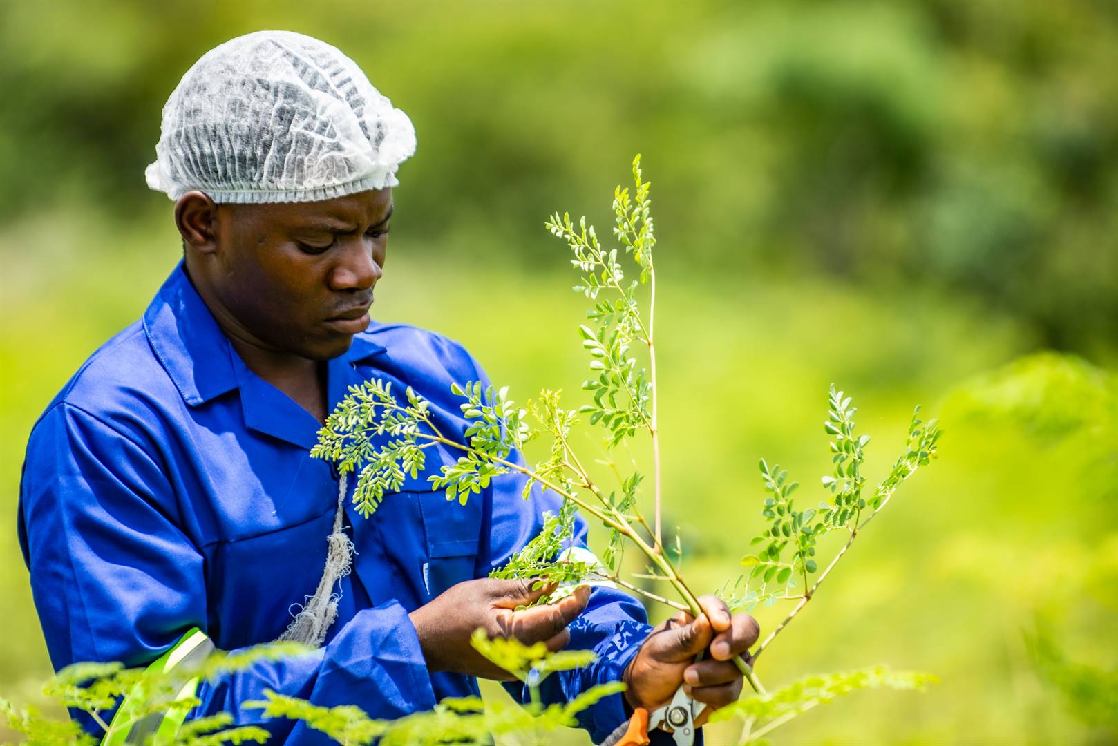 Moringa Farming In Kenya, Unexplored Money Maker 1 moringa farming in kenya