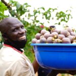 Top 5 Fruit Trees to Grow During El Niño Rains in Kenya