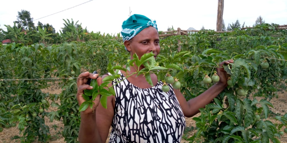 passion fruit farming in kenya 2023