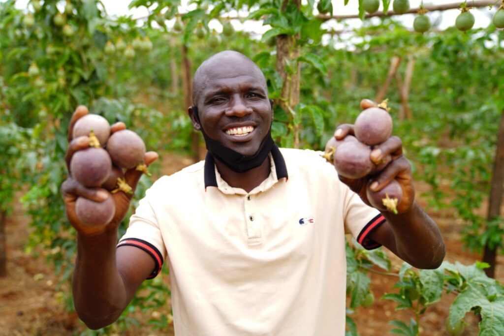 Top Fruit Trees to Grow During Heavy Rains in Kenya: Complete Guide to Establishing High-Survival Passion Fruit, Mango and Citrus Orchards 2 Passion Fruit Farming in Kenya