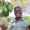 pawpaw farming in kenya