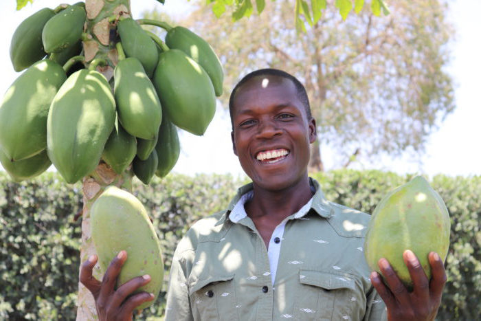 pawpaw farming in kenya