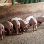 Pig Farming In Kenya, A Profitable Venture For Smallholder Farmers