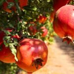 pomegranate farming in kenya 2023
