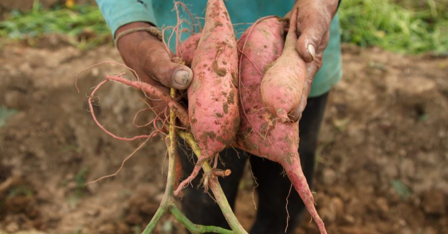 Sweet Potato Farming In Kenya, The Quick, Easy Money Maker 1 sweet potato farming in kenya farmers