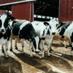 How To Start A Profitable Dairy Farm In Kenya