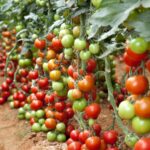 tomato farming in kenya