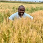 wheat farming in kenya