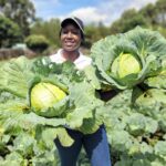 15 Profitable Cabbage Varieties In Kenya 15 Profitable Cabbage Varieties In Kenya