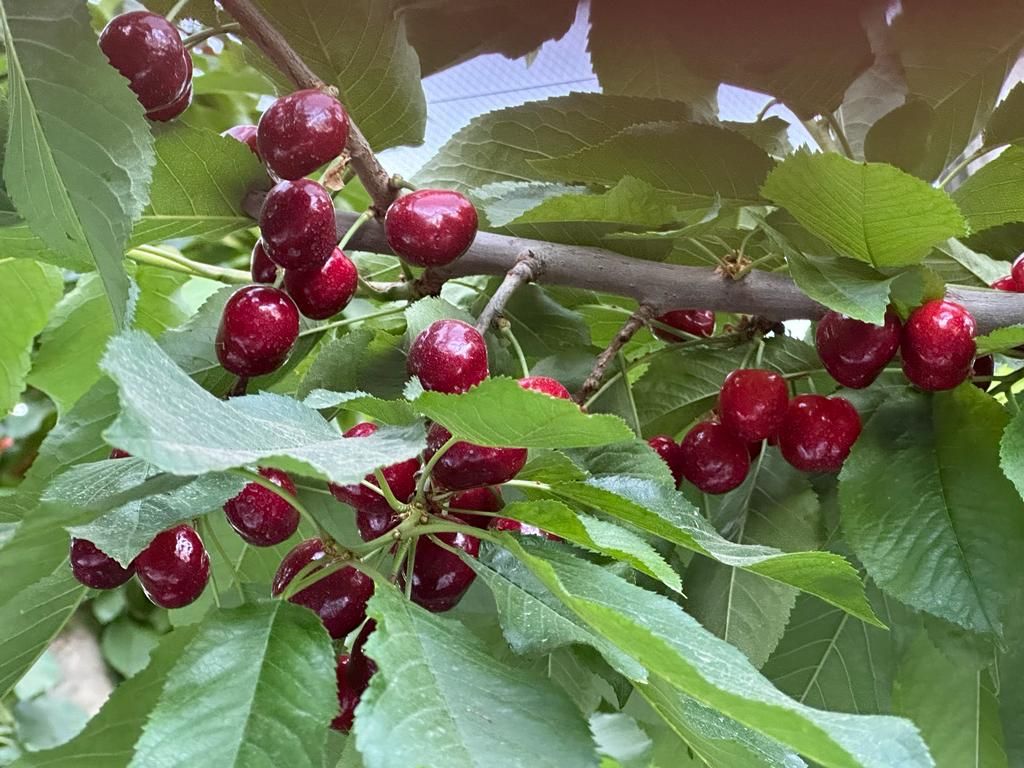Difference between Plums and Cherries in kenya