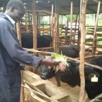 Feeding Strategies for Dairy Cows in Kenya
