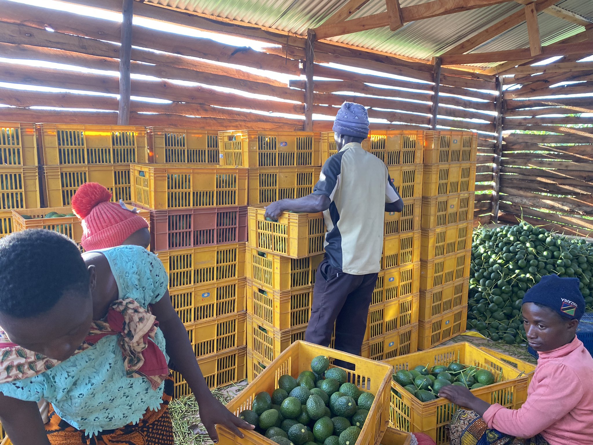 Best practices for successful hass avocado farming in Kenya 2 Farmers Trend Ltd.