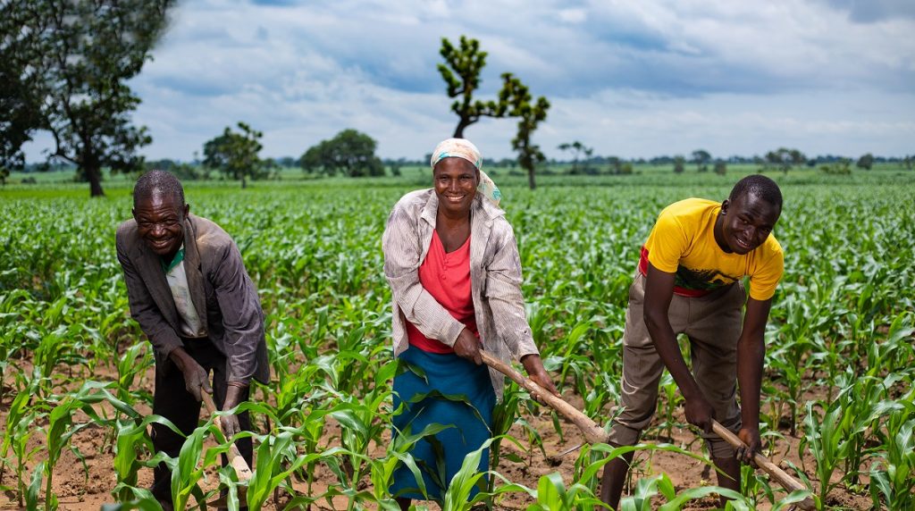 Effective Methods for High Maize Yield Production in Kenya 2 Farmers Trend Ltd.