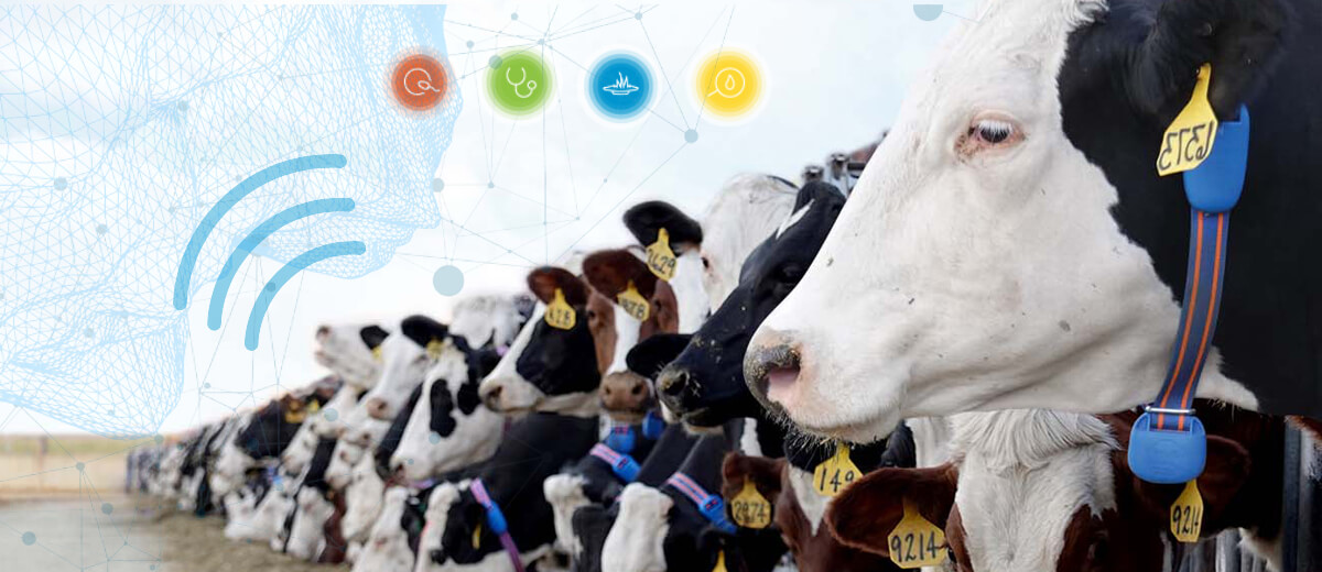 The Impact Of Technological Advancement On Dairy Farming In Kenya 2 Farmers Trend Ltd.